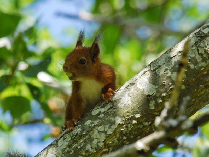 Fauna