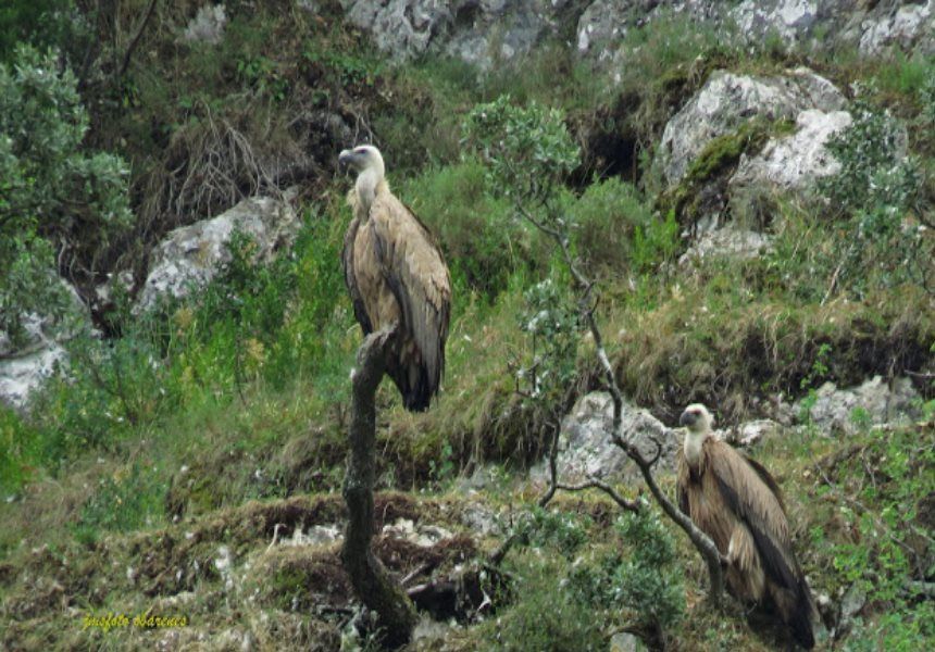 Fauna