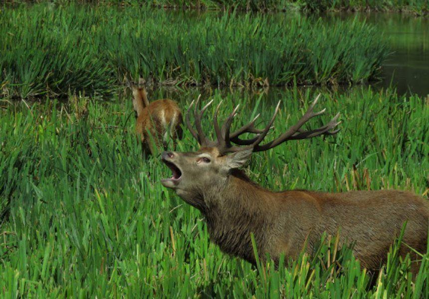 Fauna